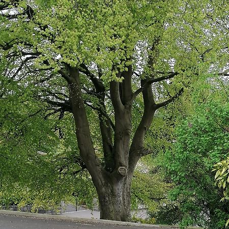 The Beeches Leilighet Newry Eksteriør bilde