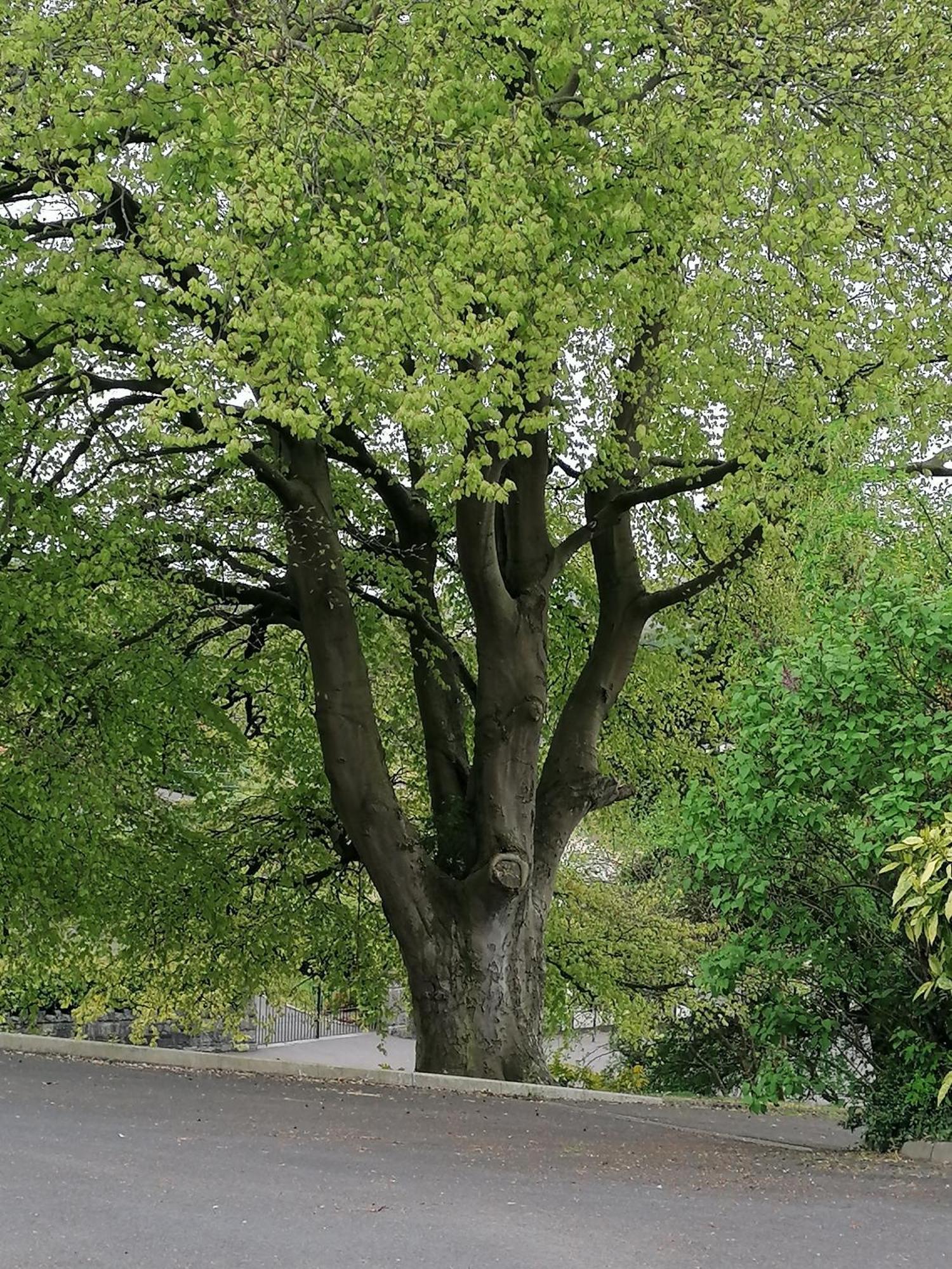 The Beeches Leilighet Newry Eksteriør bilde